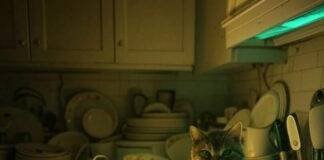 Which Smart Home System is Best in 2025? My Total Dumpster Fire of a Search Blurry kitchen counter with dishes, glowing tech, cat glaring